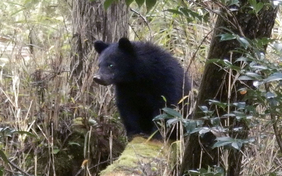 Japan's Bear Crisis Overwhelms Local Officials With Abusive Complaints