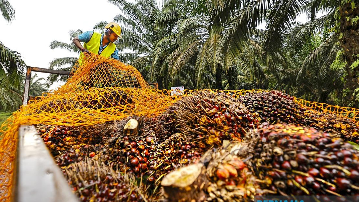 MPOB to Build RM20-25 Million Research Station in Melaka to Strengthen Palm Oil Sector
