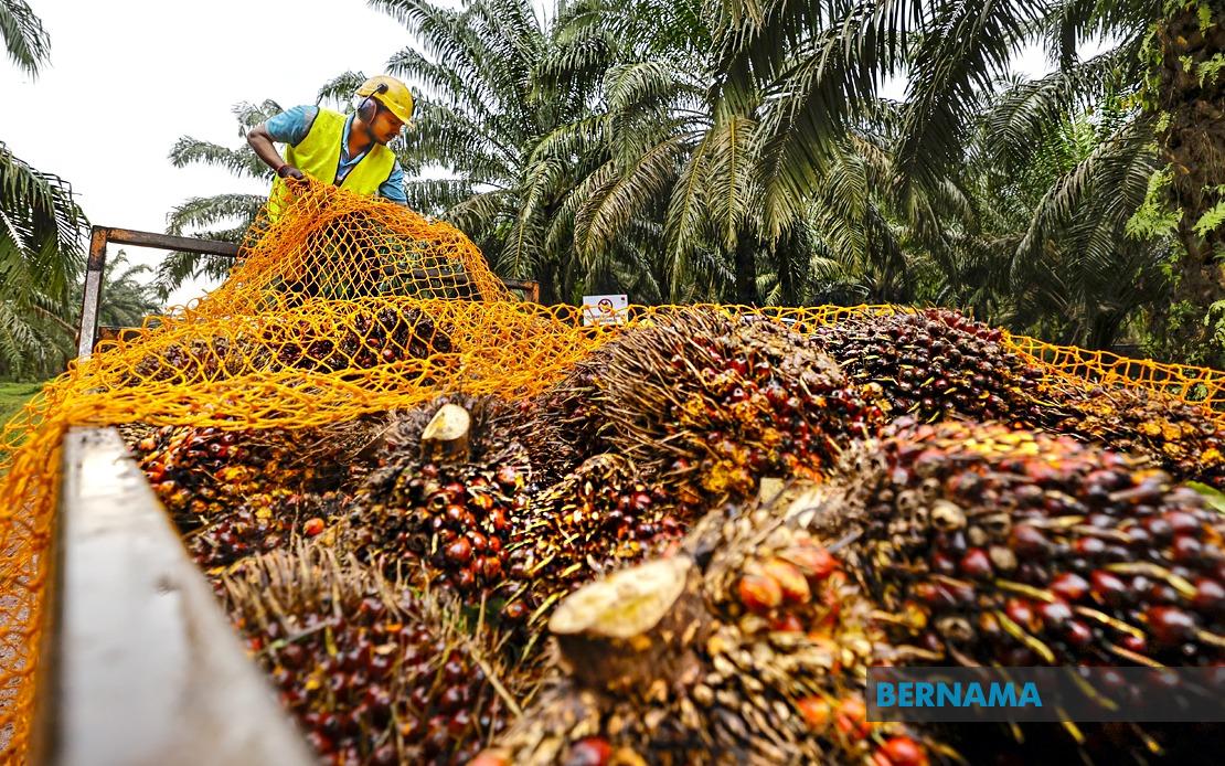 MPOB to Build RM20-25 Million Research Station in Melaka to Strengthen Palm Oil Sector