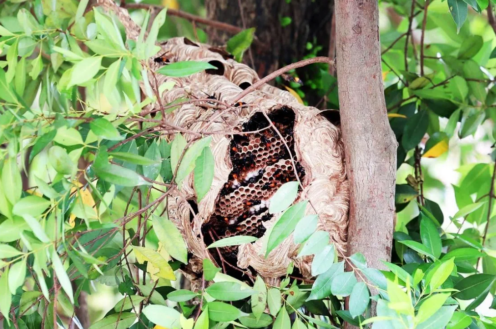 Four hospitalised after hornet swarm attacks near Singapore's Redhill Market