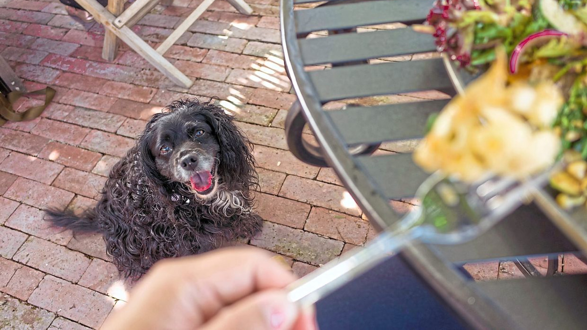 Taking Your Dog to Outdoor Dining: A Practical Guide for Malaysian Pet Owners