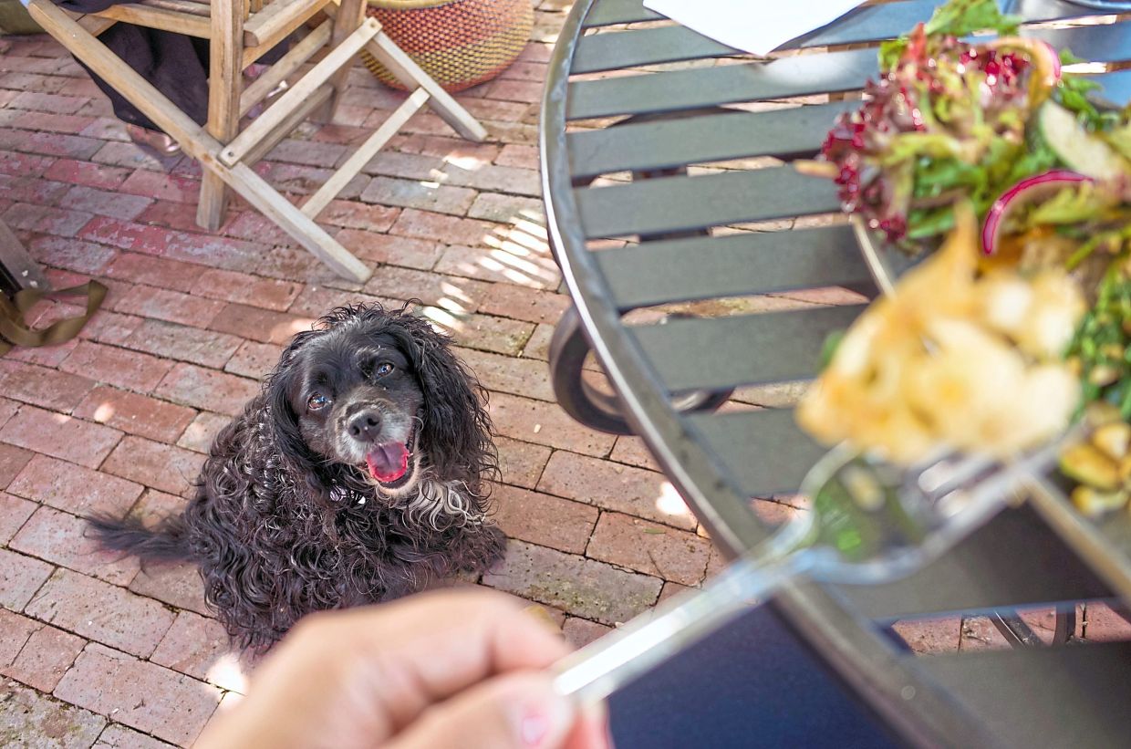Taking Your Dog to Outdoor Dining: A Practical Guide for Malaysian Pet Owners
