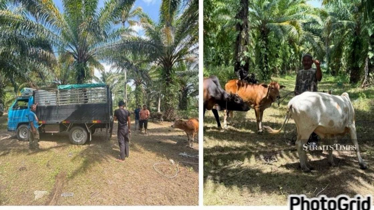 Kelantan police smash cattle theft ring, recover 32 head worth RM96,000