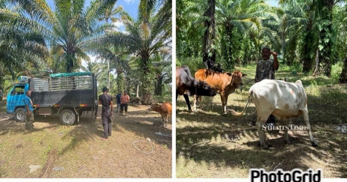 Kelantan police smash cattle theft ring, recover 32 head worth RM96,000