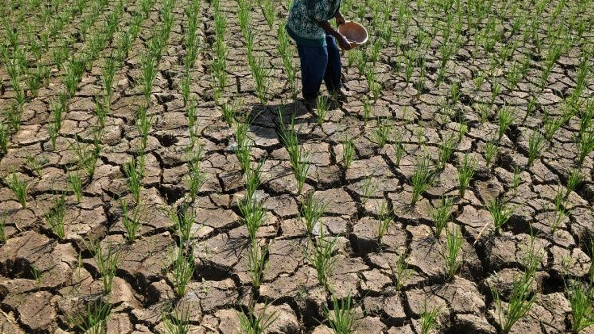 Indonesia's Expanding Drought Crisis Tests Government Response as El Niño Intensifies