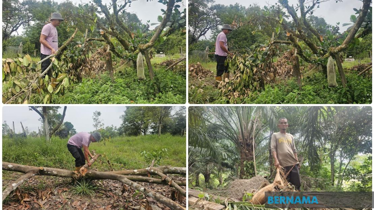 Elephant Invasions Escalate in Terengganu as Habitat Loss Drives Wildlife Into Residential Areas