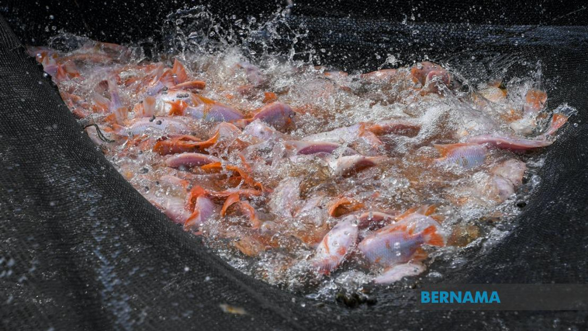 Tilapia Farming Emerges as Key Protein Source and Economic Driver for Malaysia's Aquaculture Sector