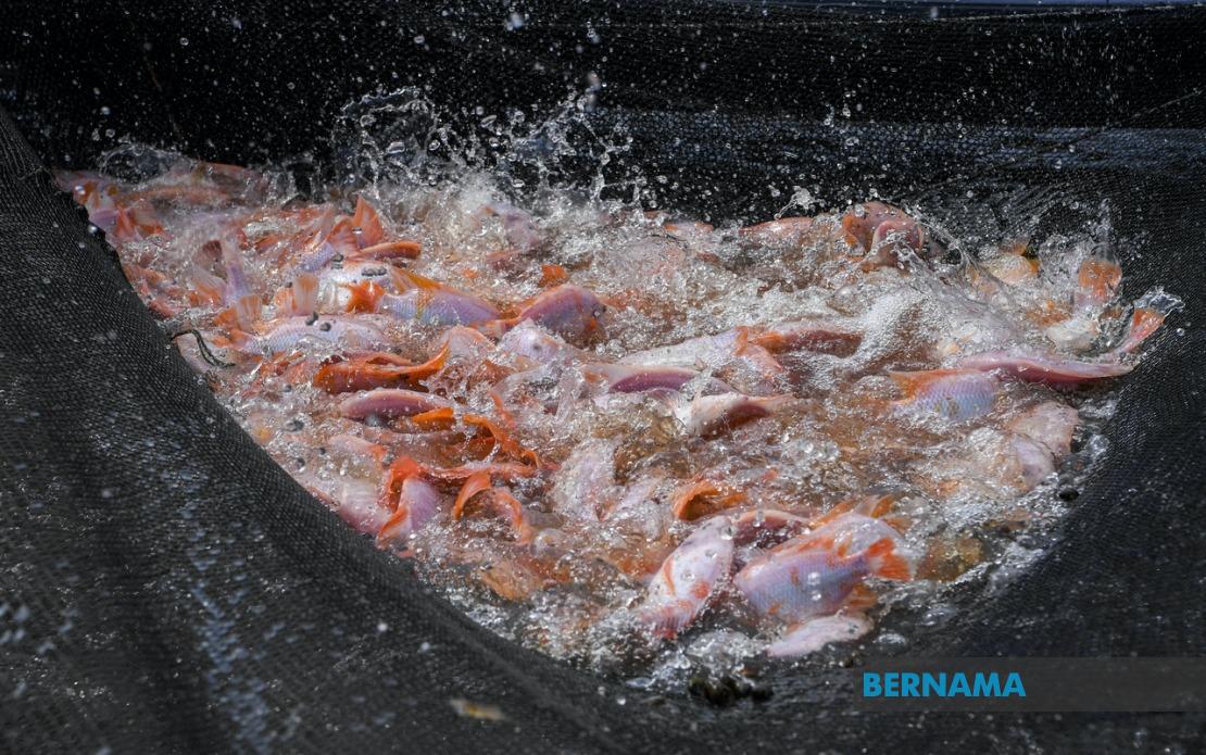 Tilapia Farming Emerges as Key Protein Source and Economic Driver for Malaysia's Aquaculture Sector