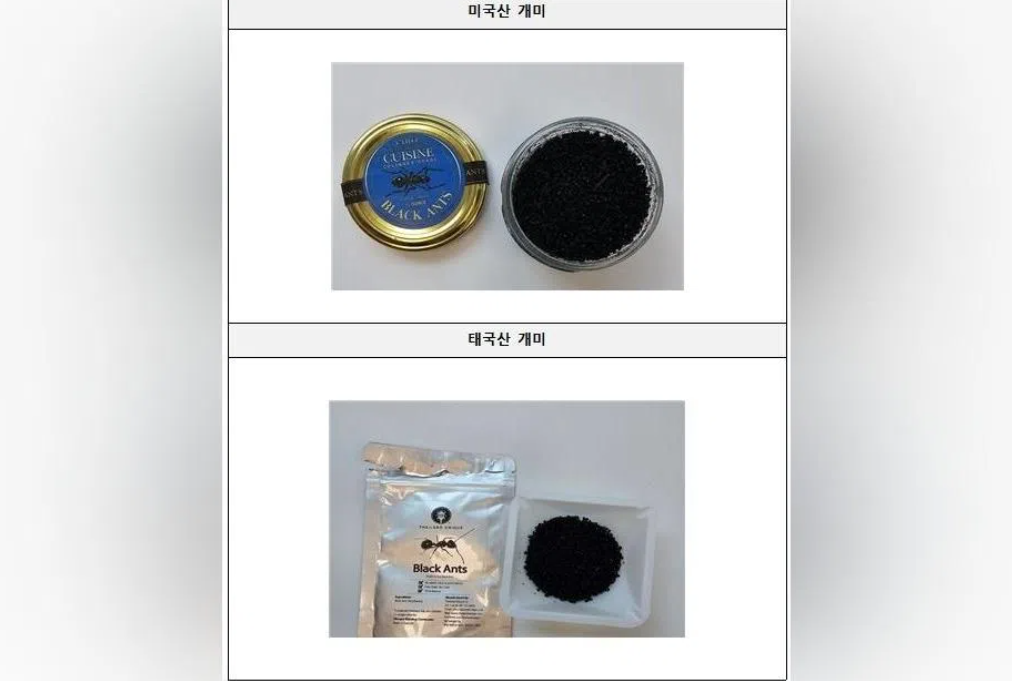 South Korean Michelin-starred chef faces jail time over illegal ant garnish