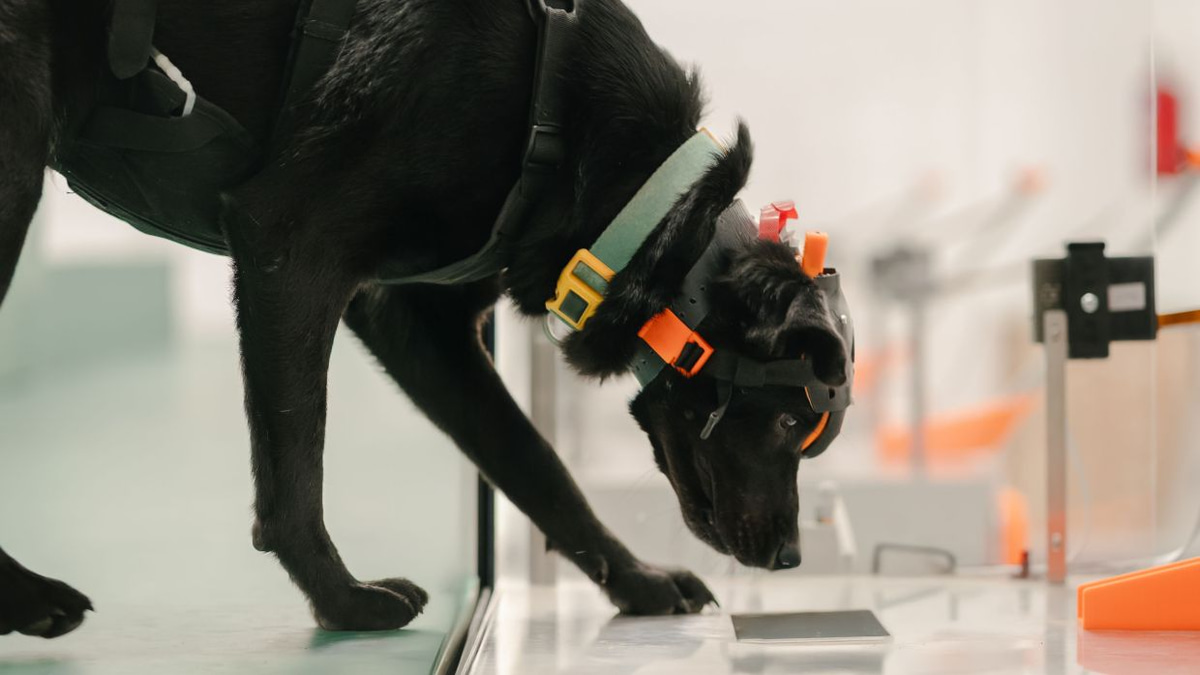 Indian startup harnesses cancer-detecting dogs and AI to democratize early screening