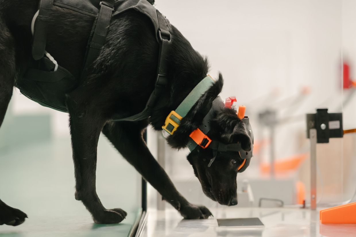 Indian startup harnesses cancer-detecting dogs and AI to democratize early screening