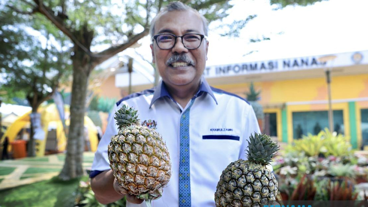 Sarawak's Golden Pineapple Variety Poised to Transform Malaysia's Fruit Industry