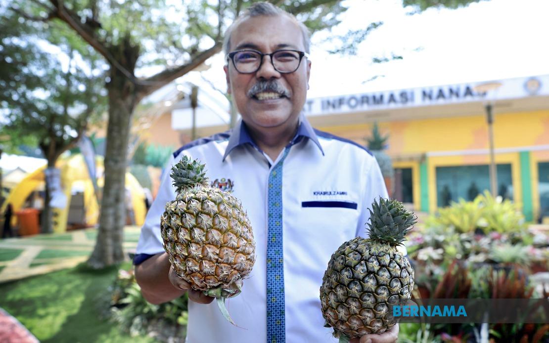 Sarawak's Golden Pineapple Variety Poised to Transform Malaysia's Fruit Industry