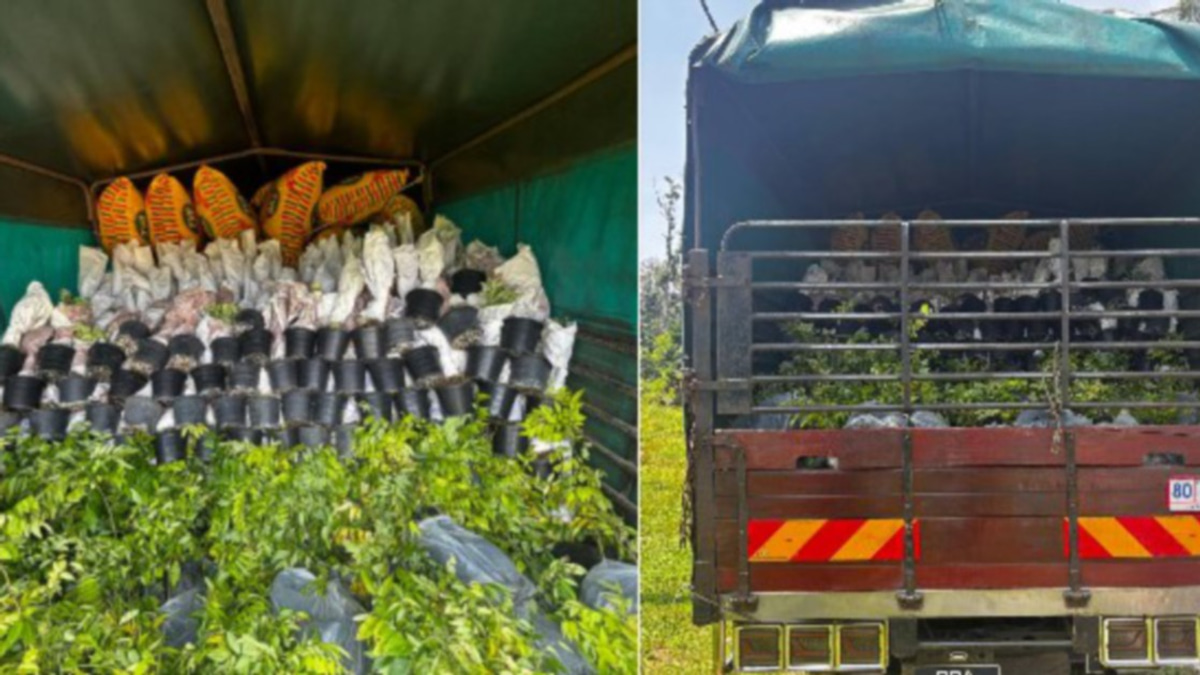 Lorry Driver Held After Seizure of RM200,000 Ornamental Plant Saplings at Rantau Panjang Border