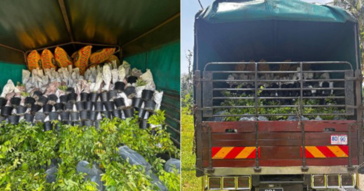 Lorry Driver Held After Seizure of RM200,000 Ornamental Plant Saplings at Rantau Panjang Border