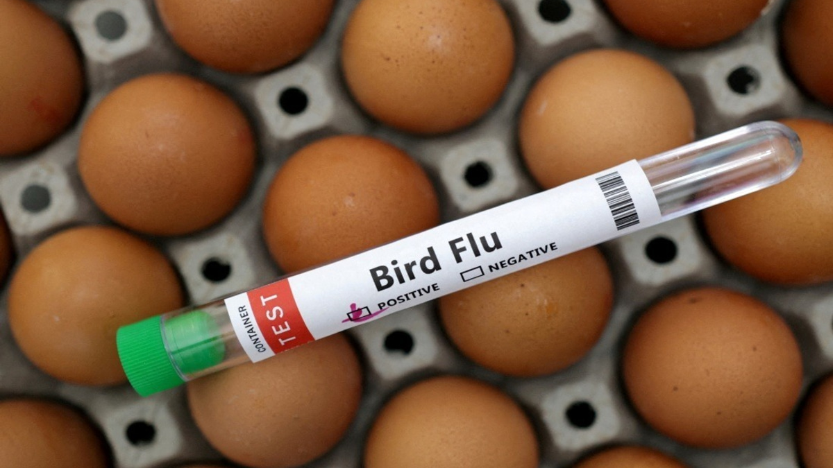 Victoria Orders Mandatory Indoor Housing for Poultry as H5N1 Bird Flu Spreads