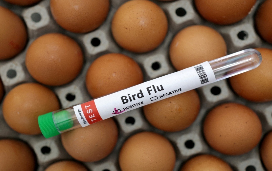 Victoria Orders Mandatory Indoor Housing for Poultry as H5N1 Bird Flu Spreads