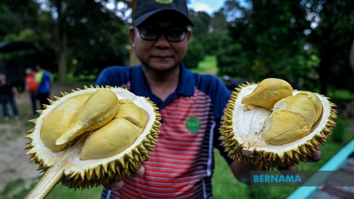 MARDI's MS88 Hybrid Durian Programme Reaches 25,000 Trees as Institute Develops New Premium Varieties