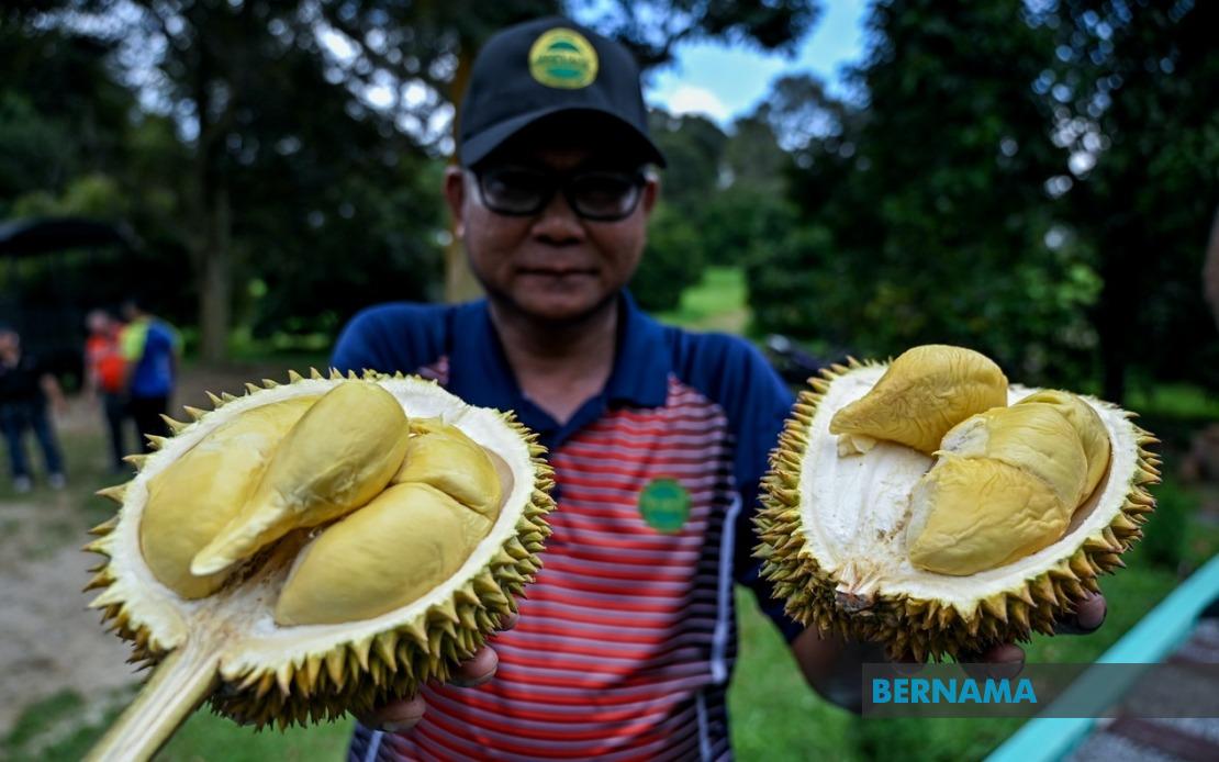 MARDI's MS88 Hybrid Durian Programme Reaches 25,000 Trees as Institute Develops New Premium Varieties