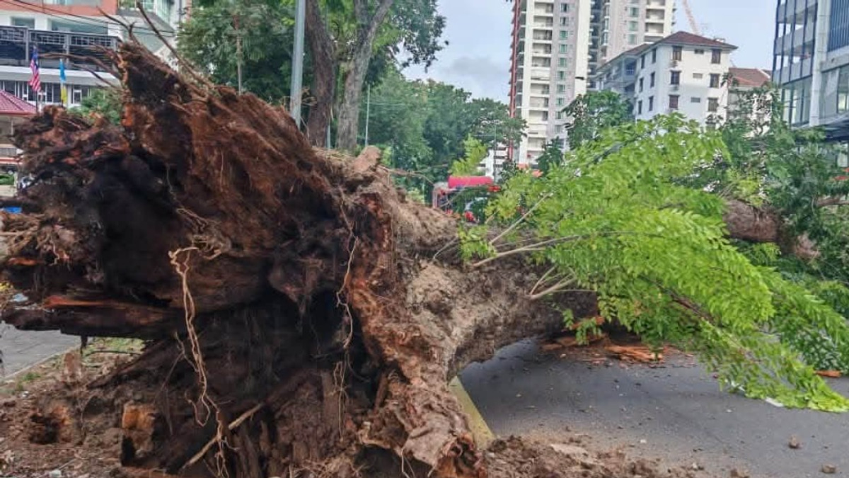Structural Decay and Soil Issues Led to Collapse of 90-Year-Old Tree in Penang