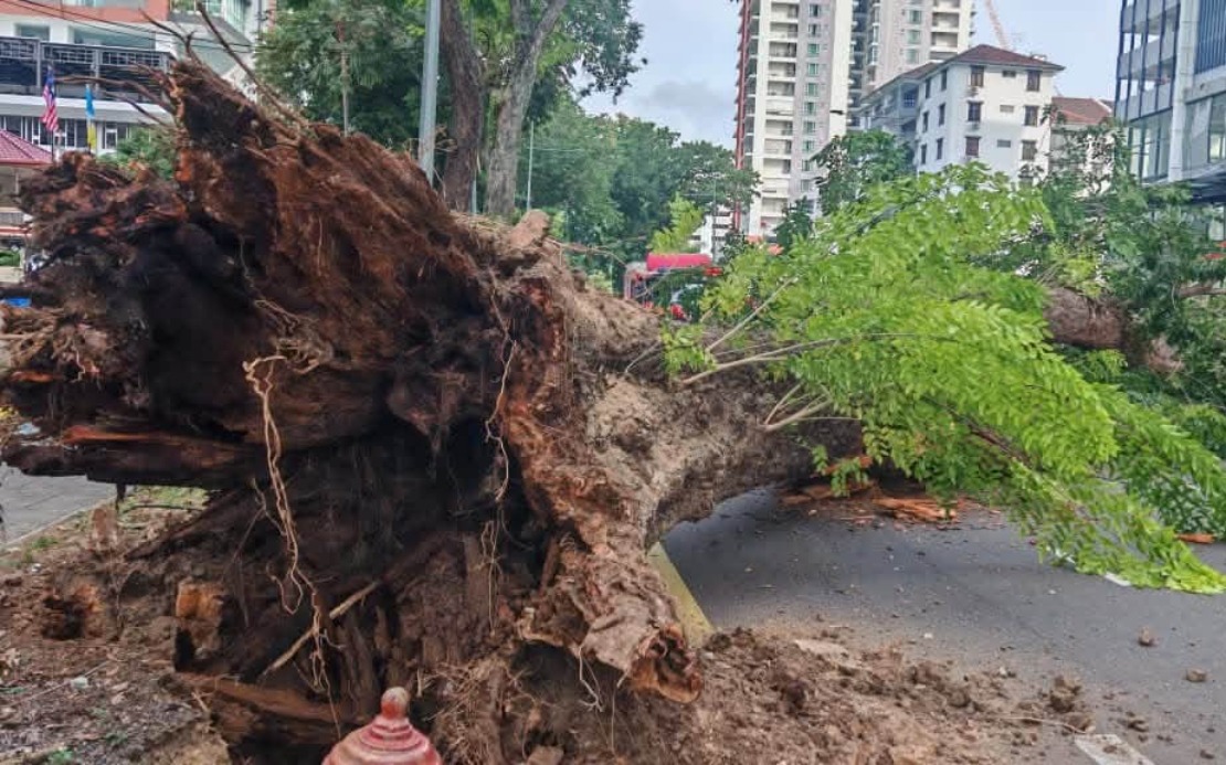 Structural Decay and Soil Issues Led to Collapse of 90-Year-Old Tree in Penang