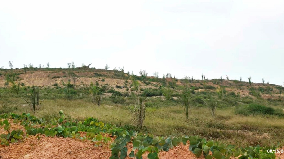 Quality concerns over oil palm seedlings trigger MACC investigation at Felda Palong 7