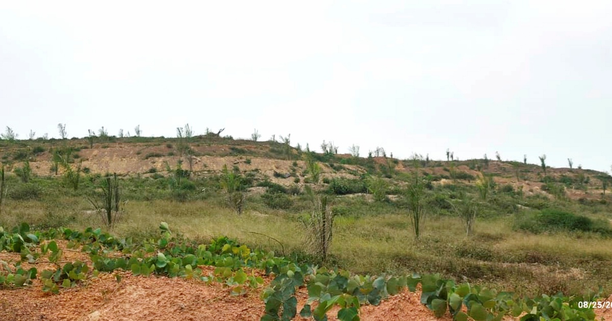 Quality concerns over oil palm seedlings trigger MACC investigation at Felda Palong 7