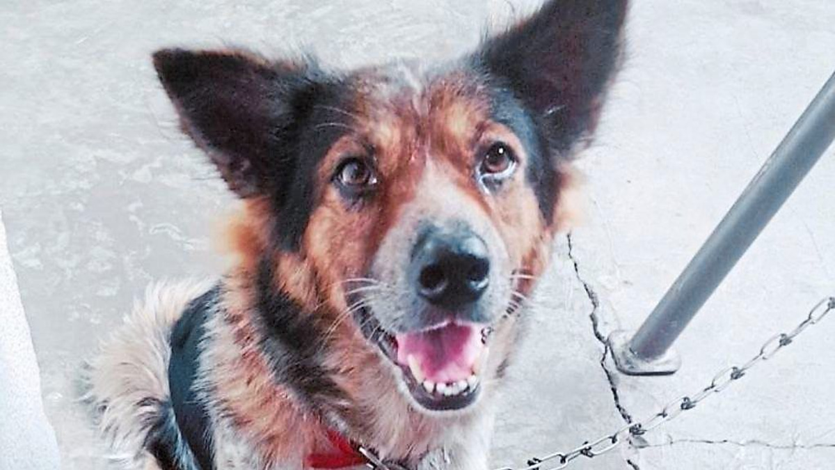 The Case for Round-the-Clock Veterinary Care in Malaysia