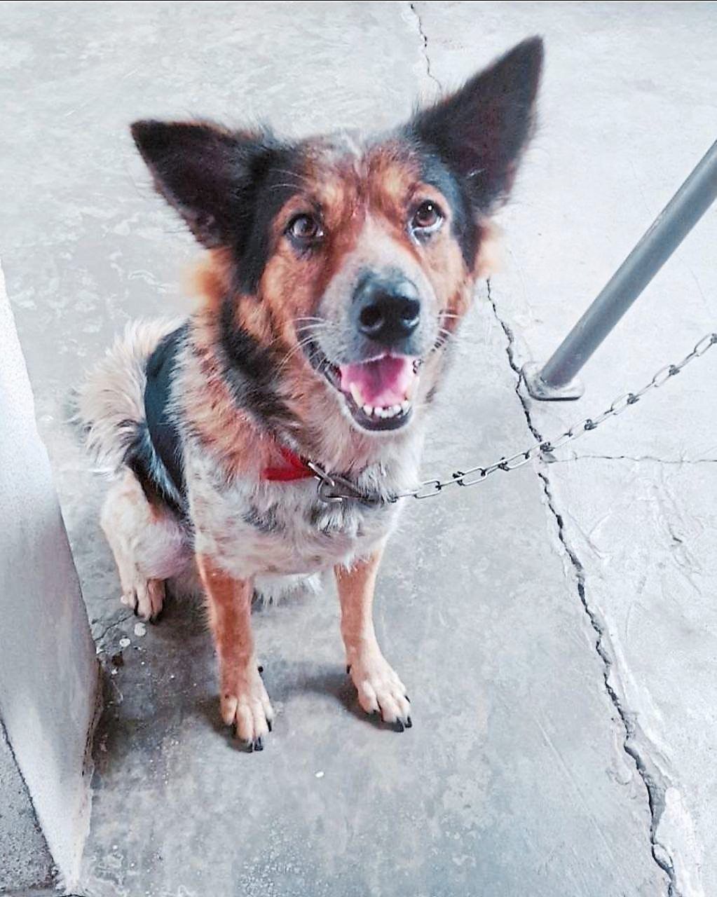 The Case for Round-the-Clock Veterinary Care in Malaysia