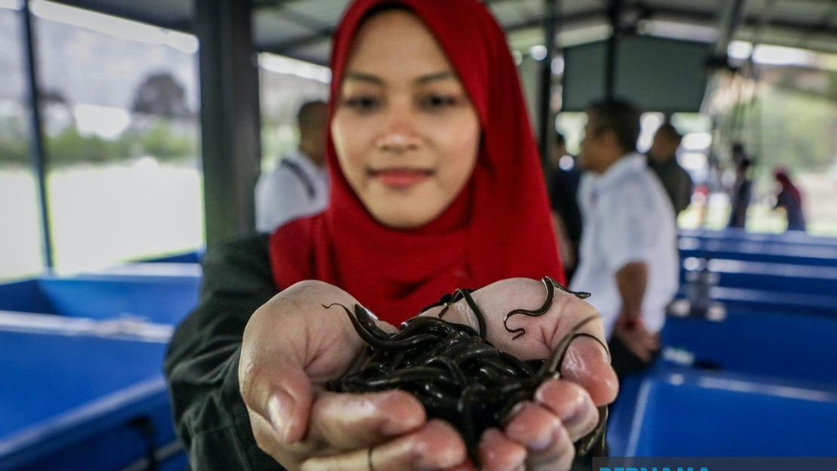PTSS Drives Rural Economic Growth Through Commercial Eel Farming Initiative