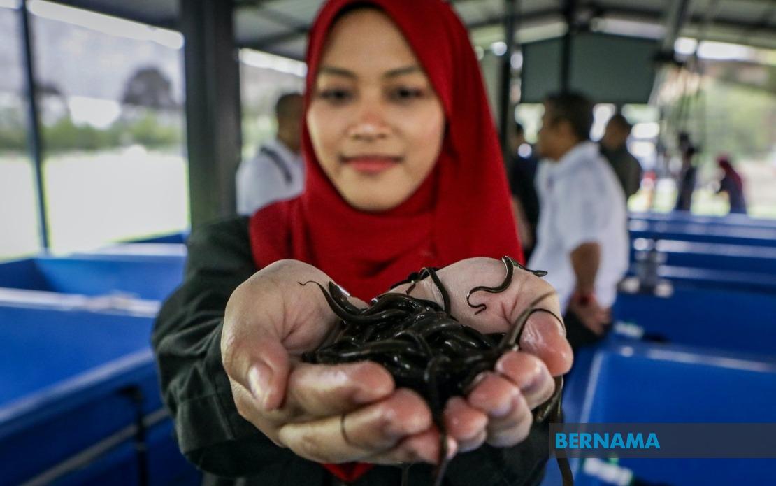 PTSS Drives Rural Economic Growth Through Commercial Eel Farming Initiative