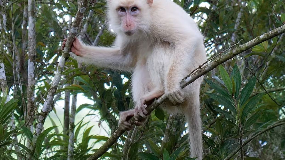Philippines moves to protect rare white macaque as social media spotlight threatens its survival