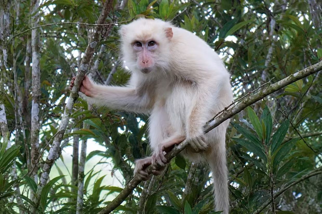 Philippines moves to protect rare white macaque as social media spotlight threatens its survival