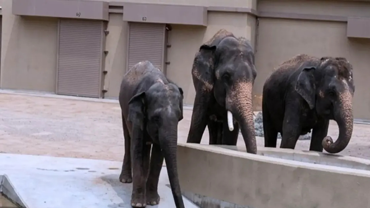 NGO Alleges RM50 Million Diverted in Elephant Transfer to Japan