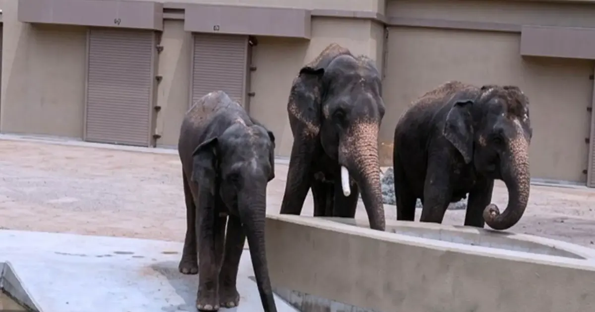 NGO Alleges RM50 Million Diverted in Elephant Transfer to Japan