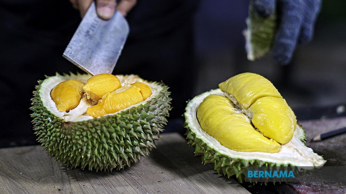 FAMA Ramps Up Durian Push in Penang Ahead of Peak Season