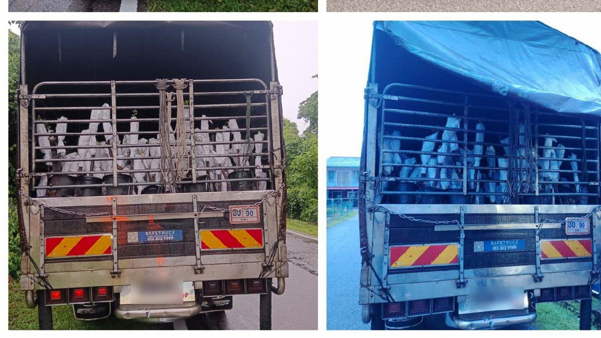 Driver and assistant held with RM85,000 in contraband plant saplings from Thailand