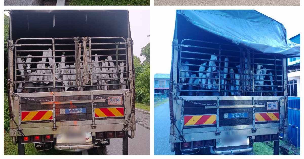 Driver and assistant held with RM85,000 in contraband plant saplings from Thailand