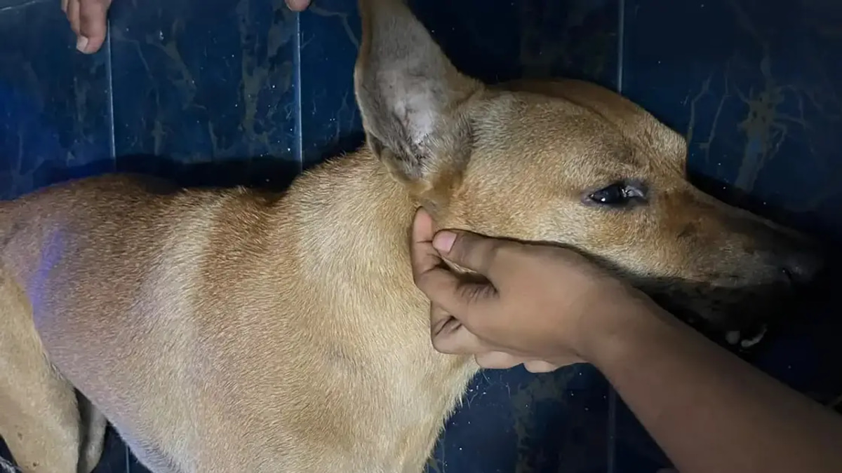 Independent Investigation into Dog's Death During Enforcement Operation Needed, Says Santiago