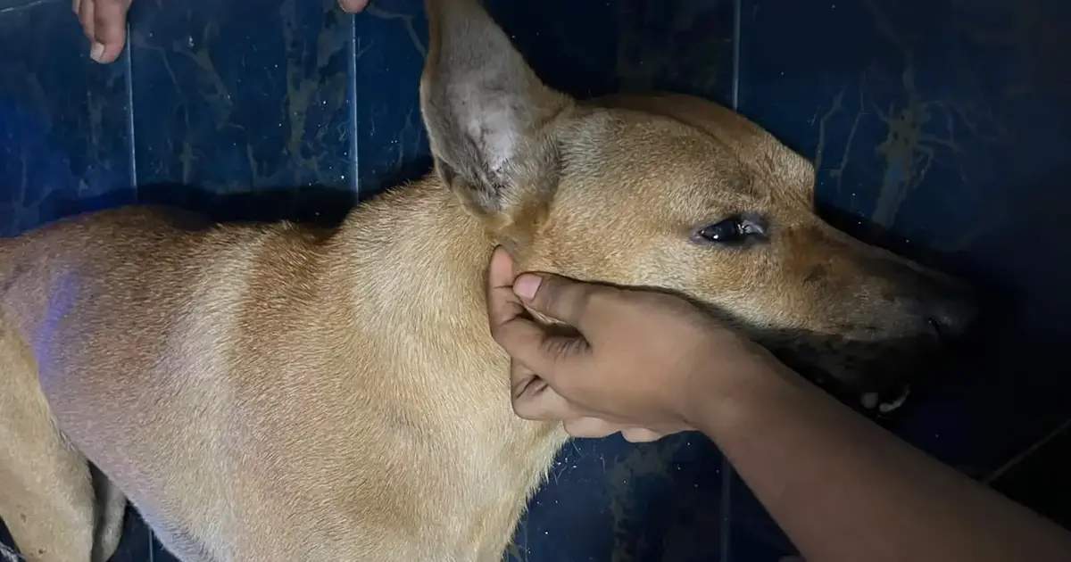 Independent Investigation into Dog's Death During Enforcement Operation Needed, Says Santiago