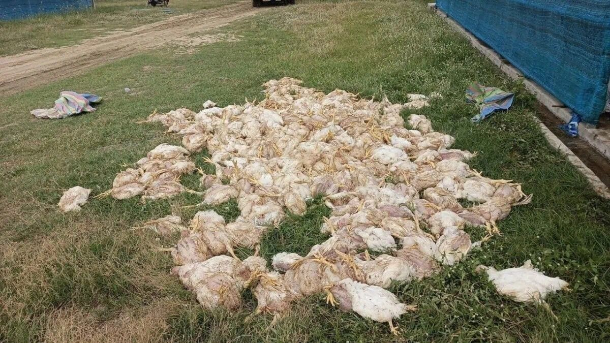 Cambodia battery recycling fire kills 2,000 chickens, triggers environmental crackdown