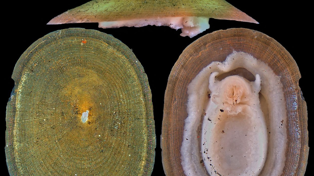 Deep-sea mining threatens majority of rare vent molluscs, conservation group warns
