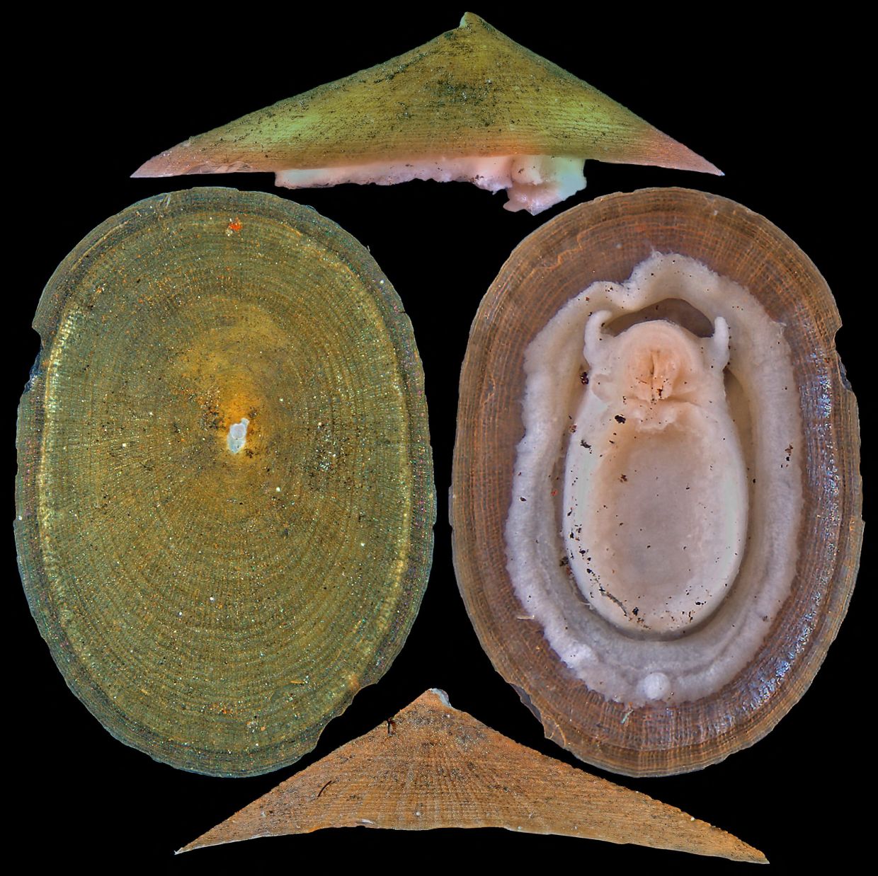Deep-sea mining threatens majority of rare vent molluscs, conservation group warns