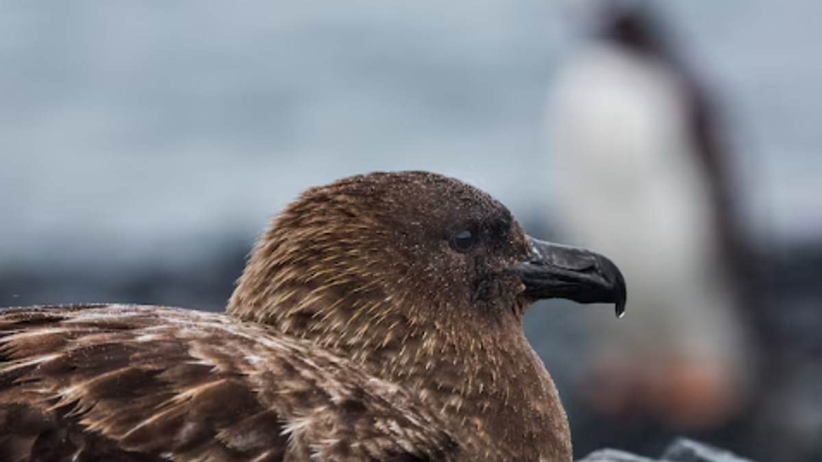 New Zealand confirms first H5N1 case as region braces for bird flu threat to endangered species