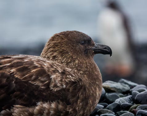 New Zealand confirms first H5N1 case as region braces for bird flu threat to endangered species