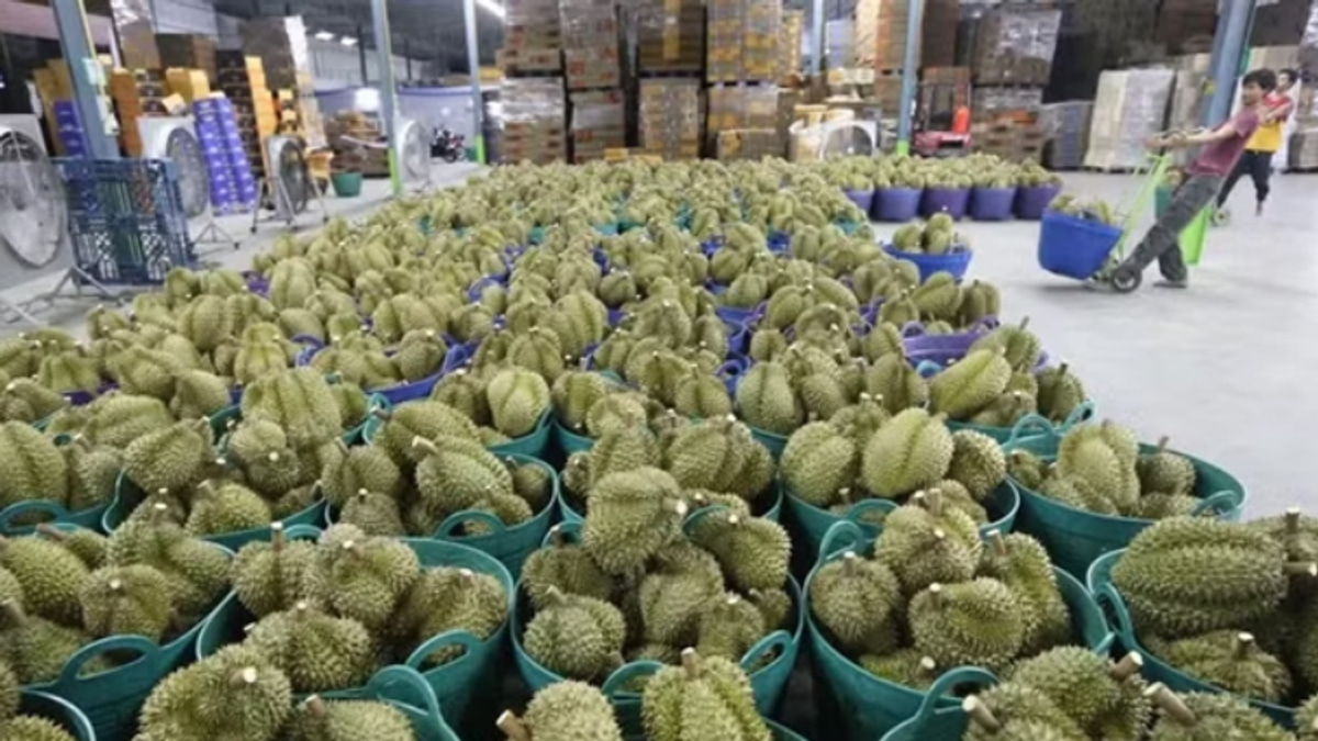 Vietnam's Durian Scandal Deepens: Deputy Agriculture Minister Arrested in China Export Corruption Probe