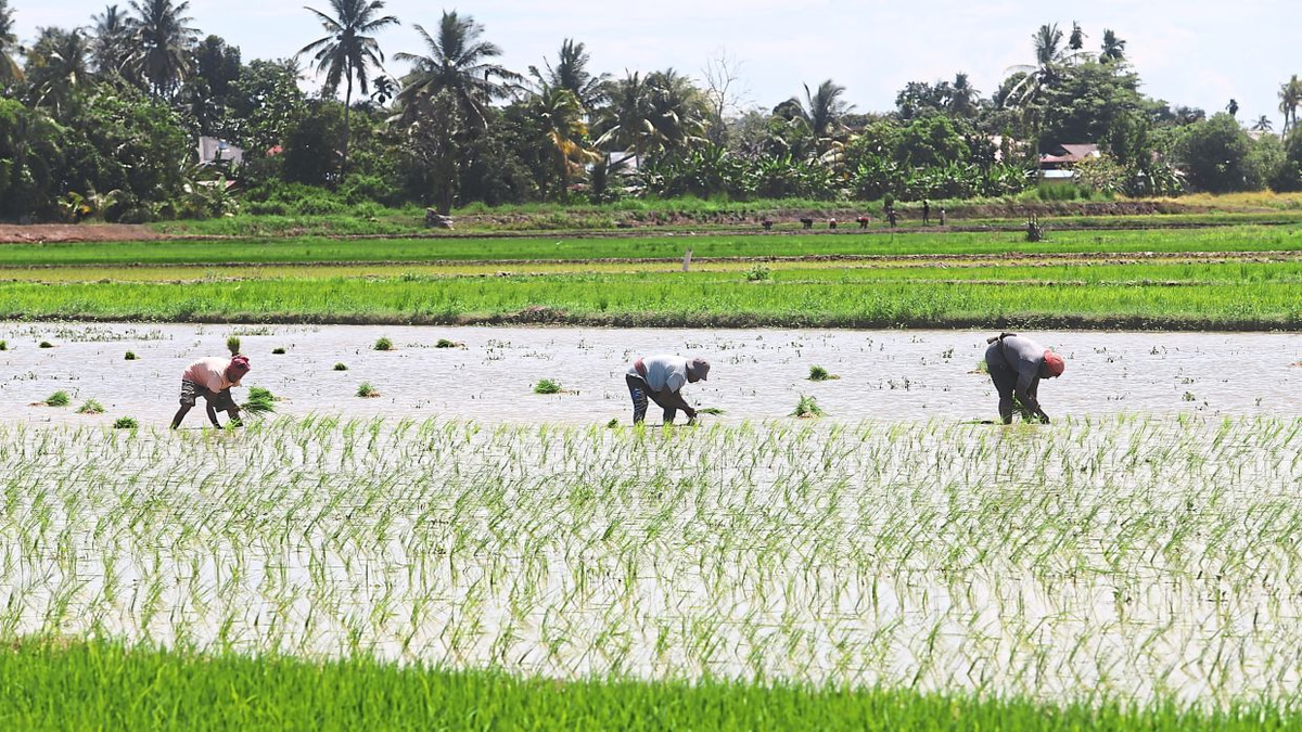 Malaysia shields food prices from Middle East turmoil through strategic subsidies and supply building