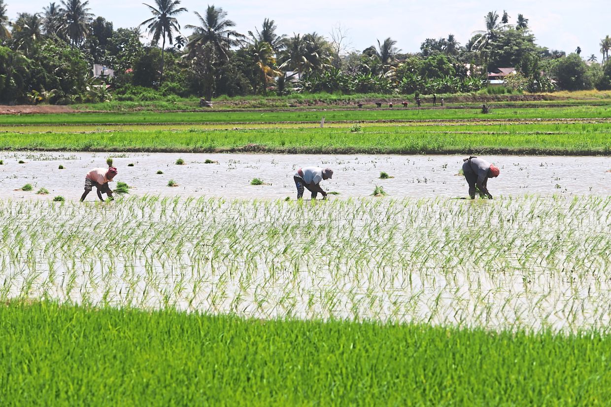 Malaysia shields food prices from Middle East turmoil through strategic subsidies and supply building