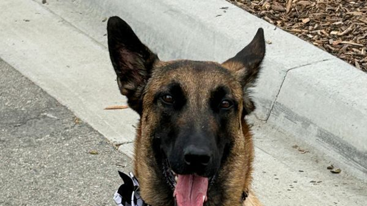 Working Dogs Form Critical Security Layer at 2026 World Cup Across North America