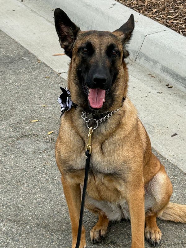 Working Dogs Form Critical Security Layer at 2026 World Cup Across North America